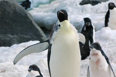 アデリーペンギンの繁殖地に入り込んだコウテイペンギン＝南極・リーセルラルセン山で19日（共同通信代表撮影）