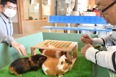 甲府市動物園為緩解工事噪音壓力,播放「嵐」的歌曲,並募集新吉祥物