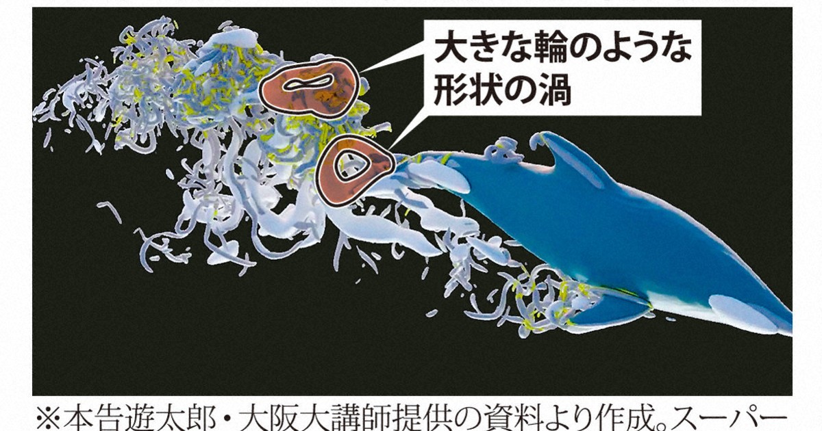 イルカ、その筋肉量でなぜ速く泳げるの?　秘密は「渦」にあった