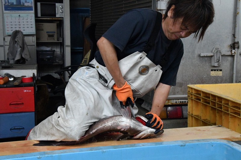 達人披露「瞬〆」技術 提升鈴木魚鮮度與美味