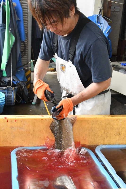 達人披露「瞬〆」技術 提升鈴木魚鮮度與美味