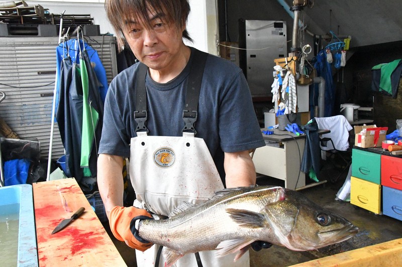 達人披露「瞬〆」技術 提升鈴木魚鮮度與美味