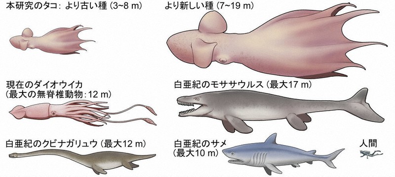毎小ニュース：科学 白亜紀のタコ、最大19メートル 北海道大学などが