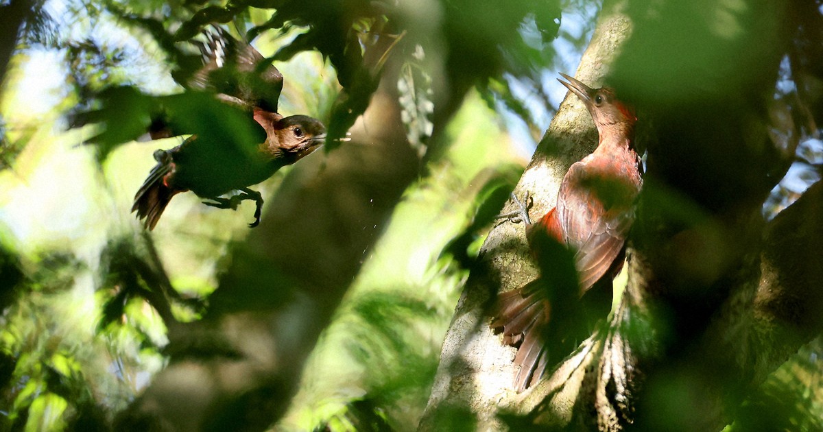 Easy Japanese news in translation: Rare woodpeckers raise chicks in Okinawa forest