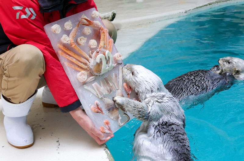 海獺「梅」22歲生日 享用松葉蟹蛋糕萌樣融化眾人