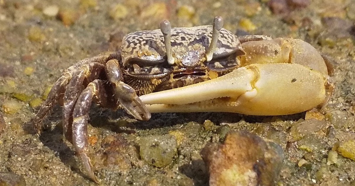 人工干潟に「戻ってきた」生き物たち　神戸「あつ浜」、元は運河