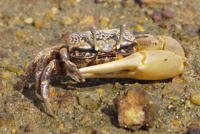 「あつまれ生き物の浜」で確認されたハクセンシオマネキ＝神戸市提供