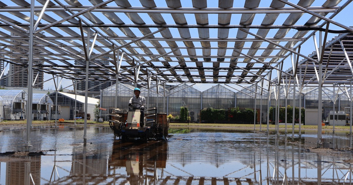太陽光発電×稲作　次世代電池で水田覆い実証実験　千葉