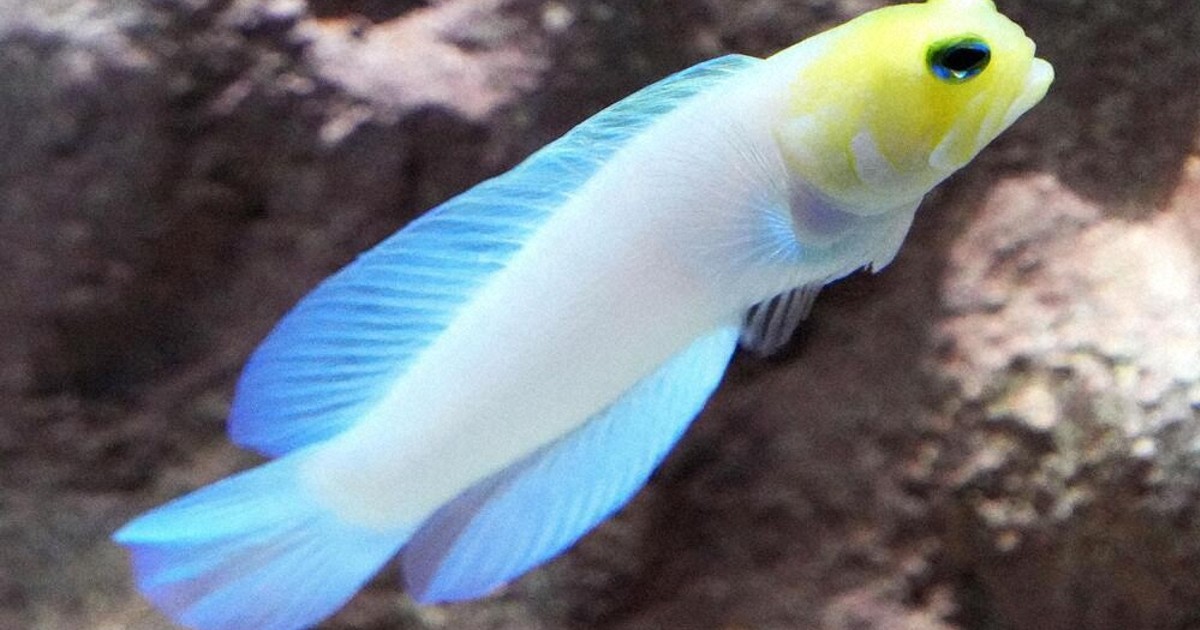 生きもの発見：イエローヘッドジョーフィッシュ 青く透き通ったひれ