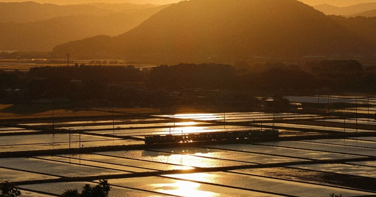 湖国歳時記：夕日に輝く水田 美しくも切なく 長浜 ／滋賀 | 毎日新聞