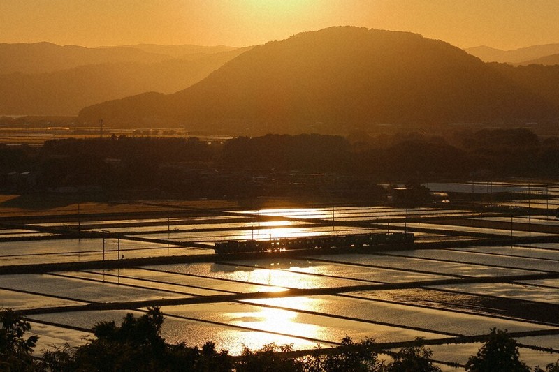 湖国歳時記：夕日に輝く水田 美しくも切なく 長浜 ／滋賀 | 毎日新聞