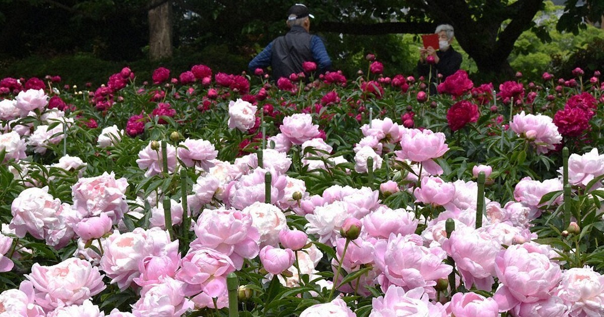 福岡舞鶴公園戰國武將故居飄散芍藥香 1400株盛開中