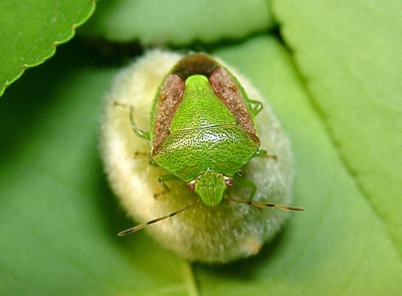 カメムシ、過去10年で捕獲最多 ピークの夏に大量発生? 山口 | 毎日新聞