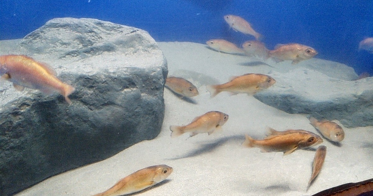 震災乗り越えた「近大ノドグロ」　のとじま水族館に50匹寄贈