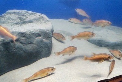 のとじま水族館で展示が始まったノドグロ＝同水族館提供