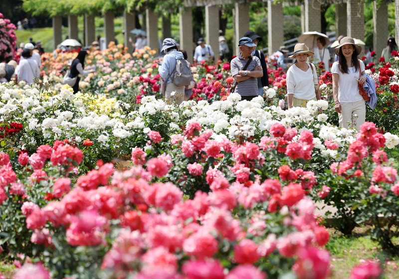 調布神代植物公園 400種繽紛玫瑰盛開中