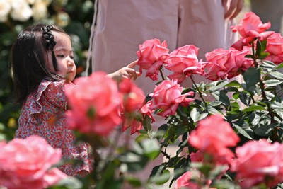 調布神代植物公園 400種繽紛玫瑰盛開中