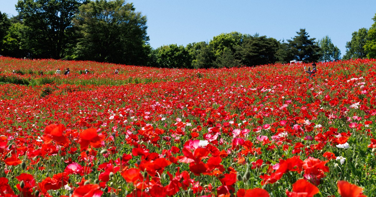Japan Photo Journal: Shirley poppies bloom at Showa Kinen Park in Tokyo