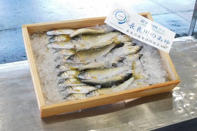 35万円で競り落とされた天然アユ＝岐阜市提供