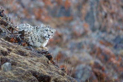 ユキヒョウ＝Luo　Xiaoyun、WWFChina提供