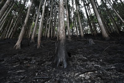 山林火災で焼損した吉里吉里地区の杉林＝岩手県大槌町で2026年4月28日午後5時20分、西夏生撮影
