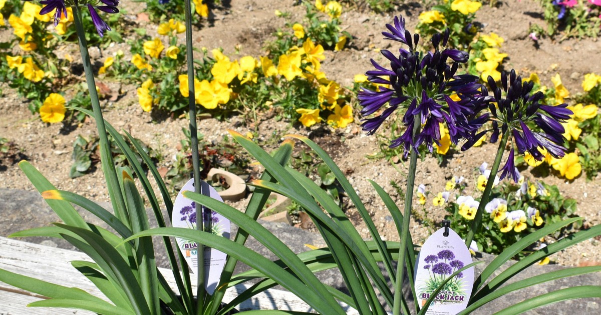 世界で流行の兆し?　南アフリカ原産の花、福岡の公園に植え付け