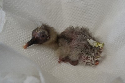 ふ化したトキのヒナ＝島根県出雲市提供