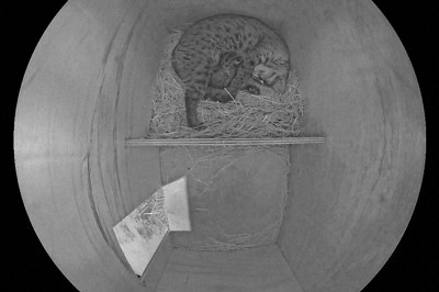 身を寄せ合って眠るツシマヤマネコの親子＝福岡市動物園提供