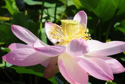 2011年に撮影された聖光寺の「二千年ハス」＝多久市多久町の聖光寺で2011年7月11日午前9時18分、田中韻撮影
