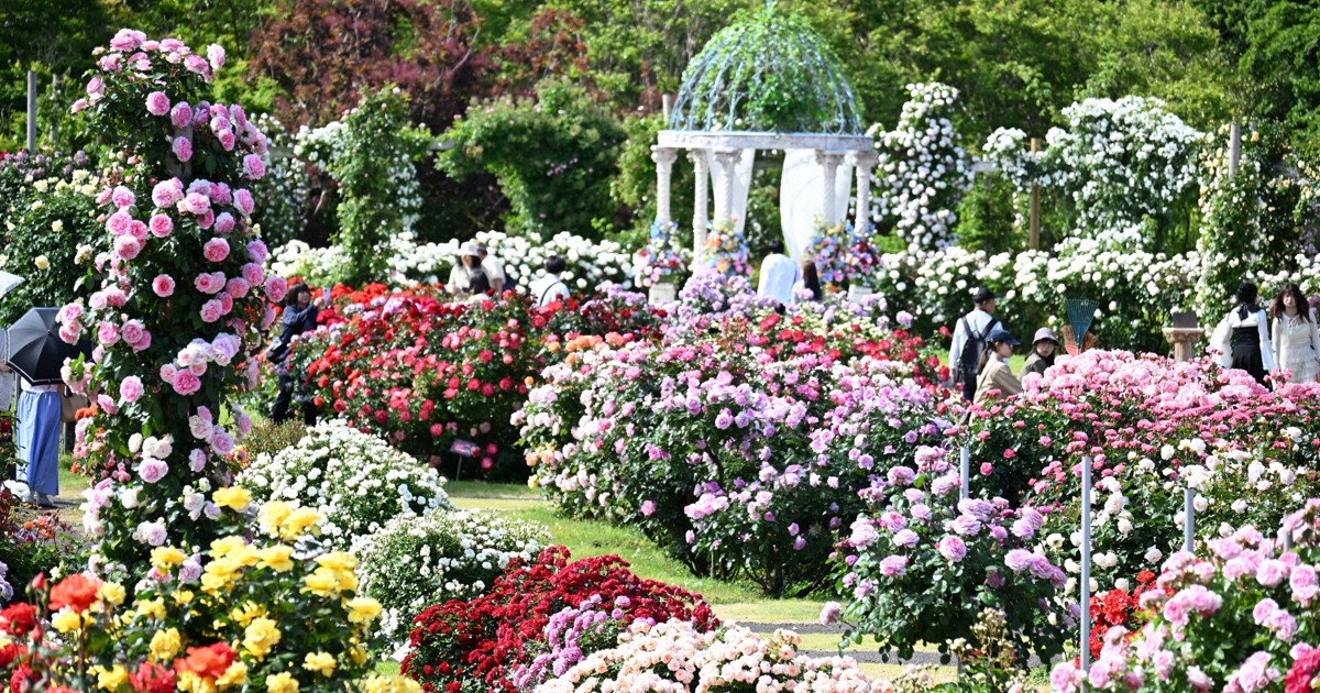 京成バラ園の春バラが見頃！展望台から楽しむ絶景