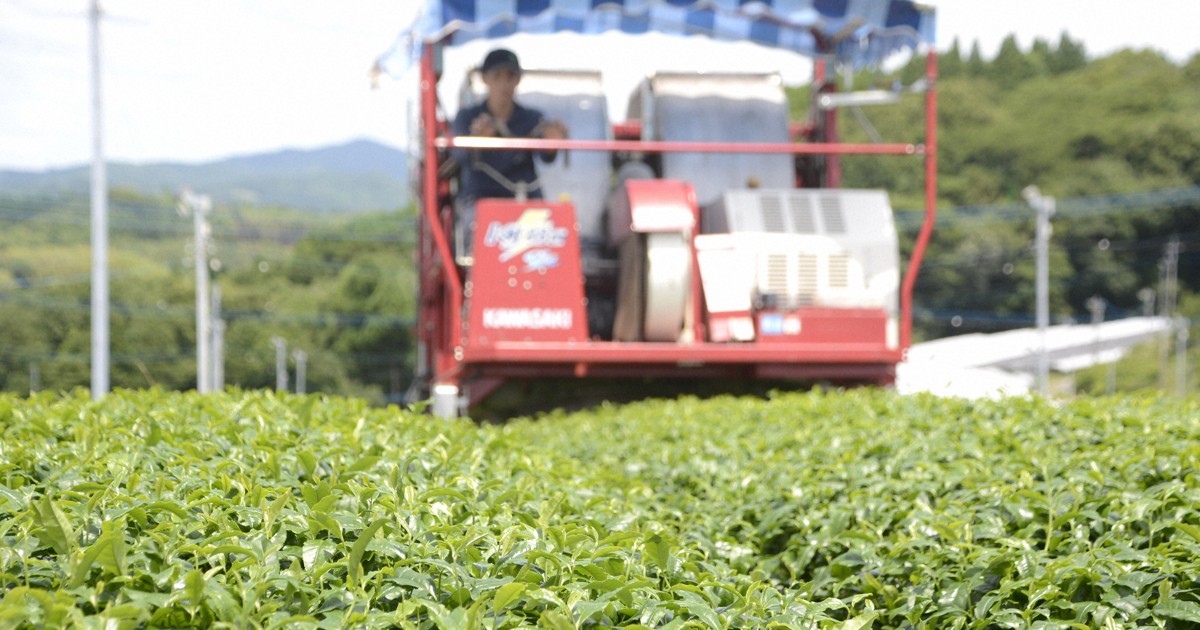 Japan's matcha experiences global boom, but tea supplies squeezed at home