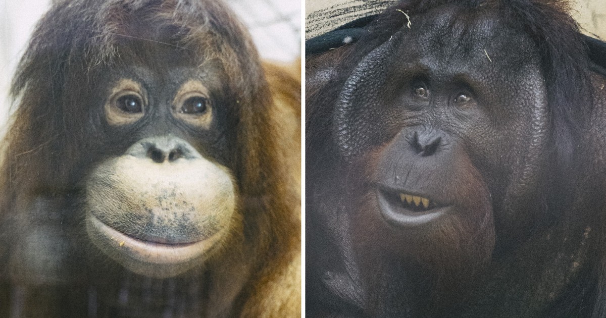 オランウータンの「お見合い」応援　愛媛・とべ動物園のCF好調