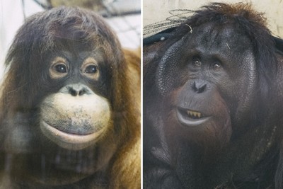 インドネシアから来た雌の「ジェニファー」（左）と、愛媛県立とべ動物園で暮らす雄の「ハヤト」＝愛媛県提供