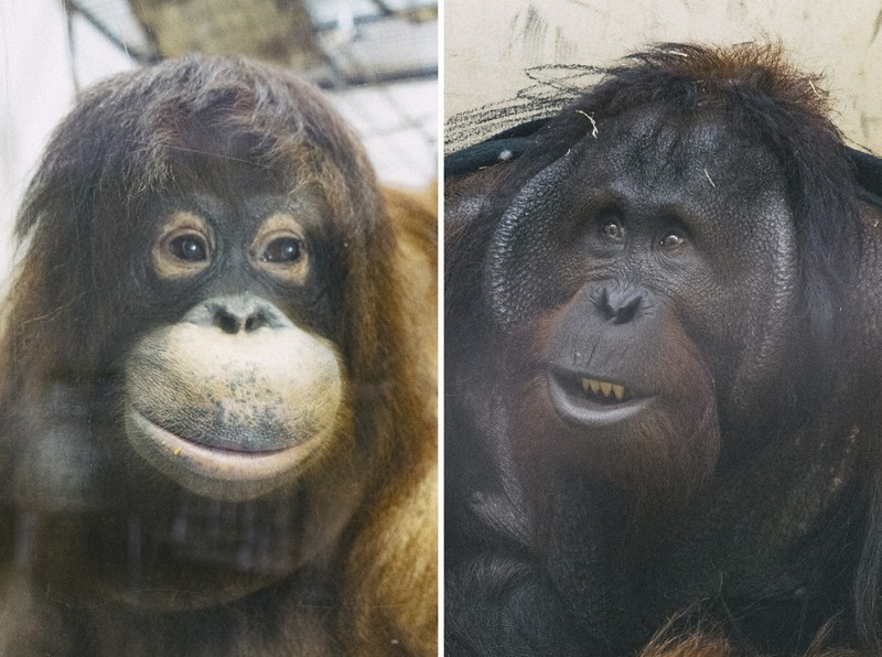 愛媛縣砥部動物園紅毛猩猩「相親」計畫募款順利，目標金額已達標