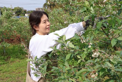 ブルーベリーの枝のせんていをする山田夏実さん＝千葉県我孫子市根戸新田で2026年4月28日午後2時53分、石川宏撮影