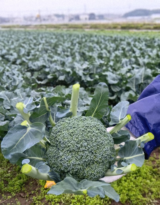 52年來首度納入指定野菜！「不動王者」花椰菜的實力為何？