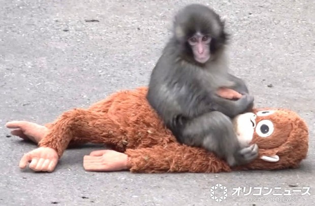 オリコンニュース：［爆誕］市川市動植物園のサル山が“おサル幼稚園”に