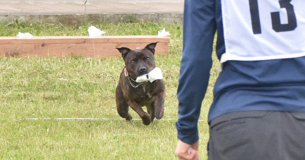 警察犬たちの活躍！茨城での競技会から学ぶ推し活の楽しみ方