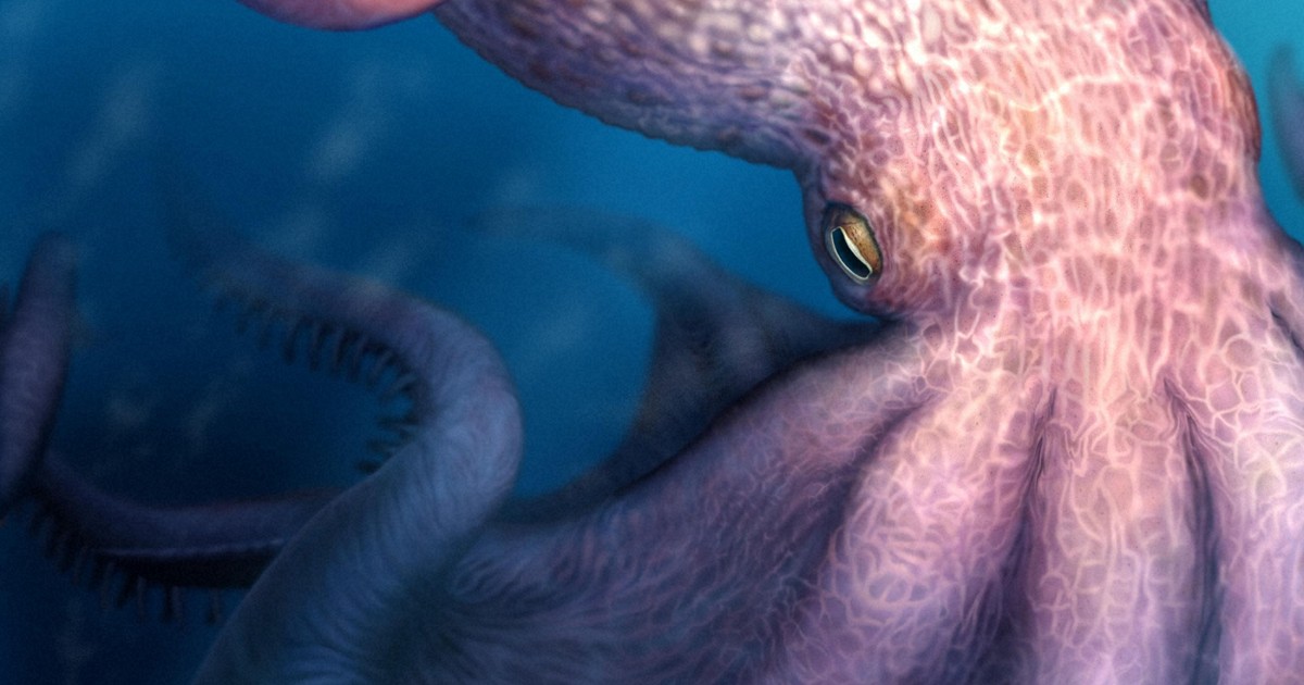 Ancient octopuses may have been up to 19 meters long, Japan-led study finds