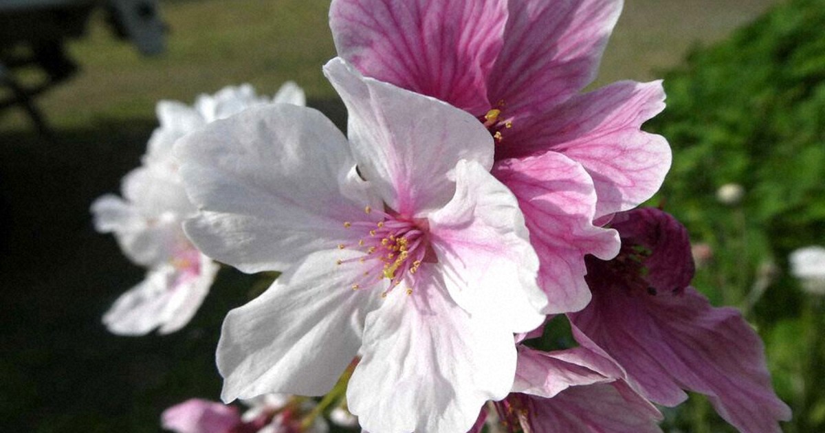 熊本城で発見、桜の新品種 名前は「八十姫」に 紅白の花が特徴 | 毎日新聞