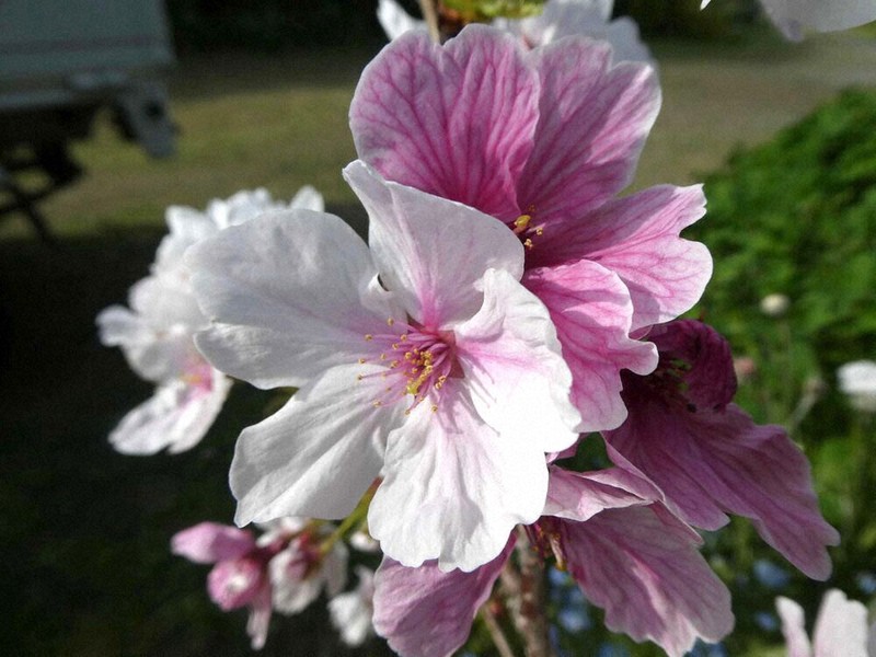熊本城で発見、桜の新品種 名前は「八十姫」に 紅白の花が特徴 | 毎日新聞