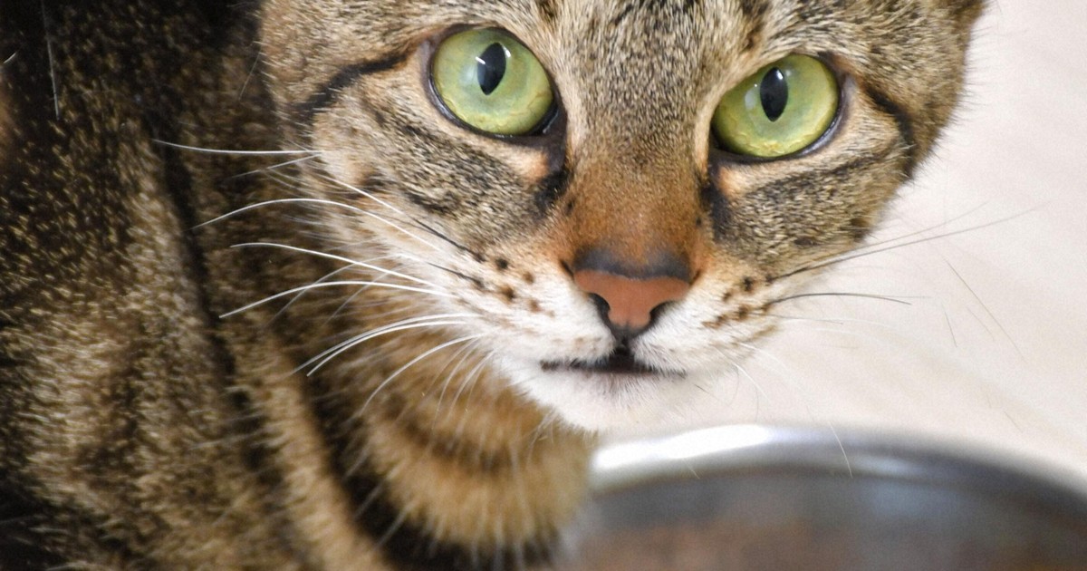 Cat feeding habits shaped by smell: Japan univ. study