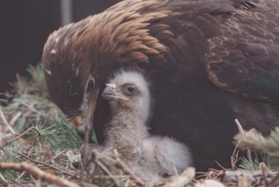 南三陸町日本林鵰雛鳥骨折，野放計畫暫停治療