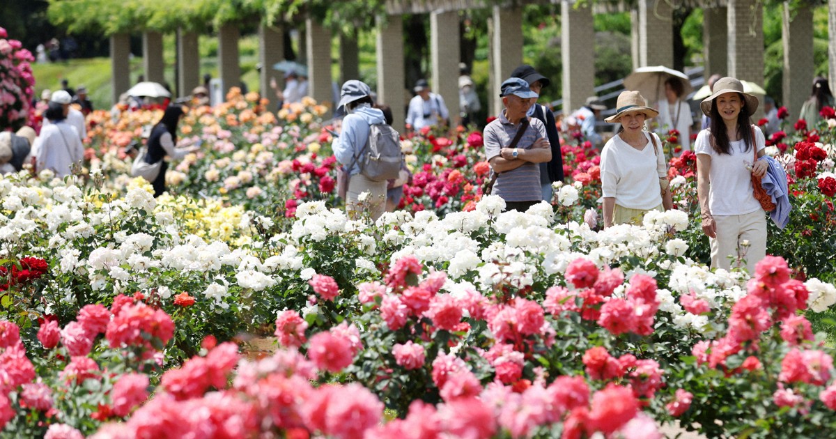 Easy Japanese news in translation: Roses in full bloom at botanical gardens in Tokyo