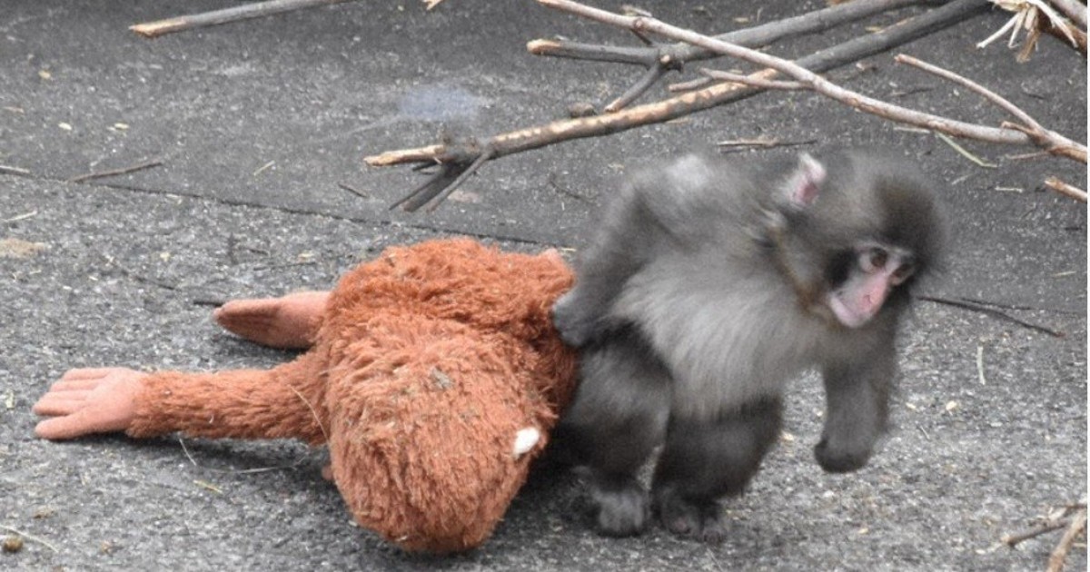 2 men arrested over trespassing incident at enclosure of viral monkey Punch at zoo near Tokyo