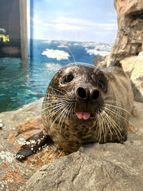 客を笑顔にさせられるのは ゴマフアザラシのタケル1位 開館25周年