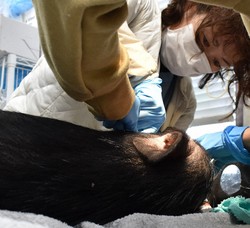 どんな動物も「絶対に診るよ」 獣医版「ドクターX」の流儀 [写真特集1