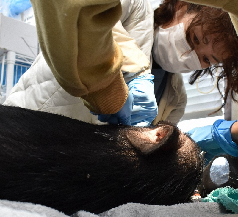 どんな動物も「絶対に診るよ」 獣医版「ドクターX」の流儀 [写真特集1