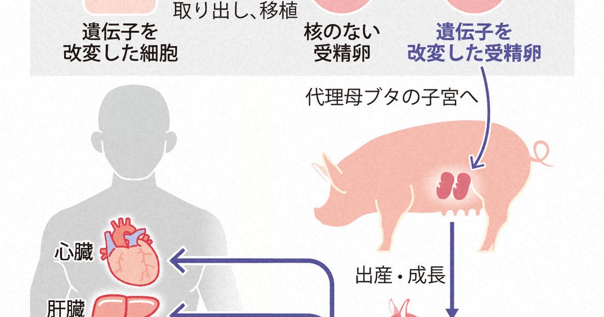 深層科學：豬腎臟異種移植，55至65歲患者有望成為首批適用對象，北海道大學估算