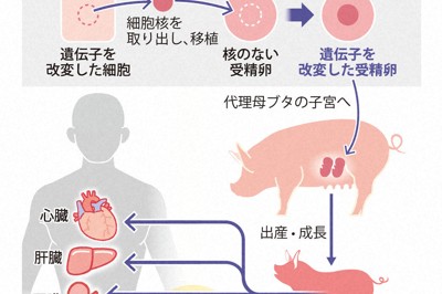 深層科學:異種移植用豬的國產化受政府支持,但基礎設施仍待整備